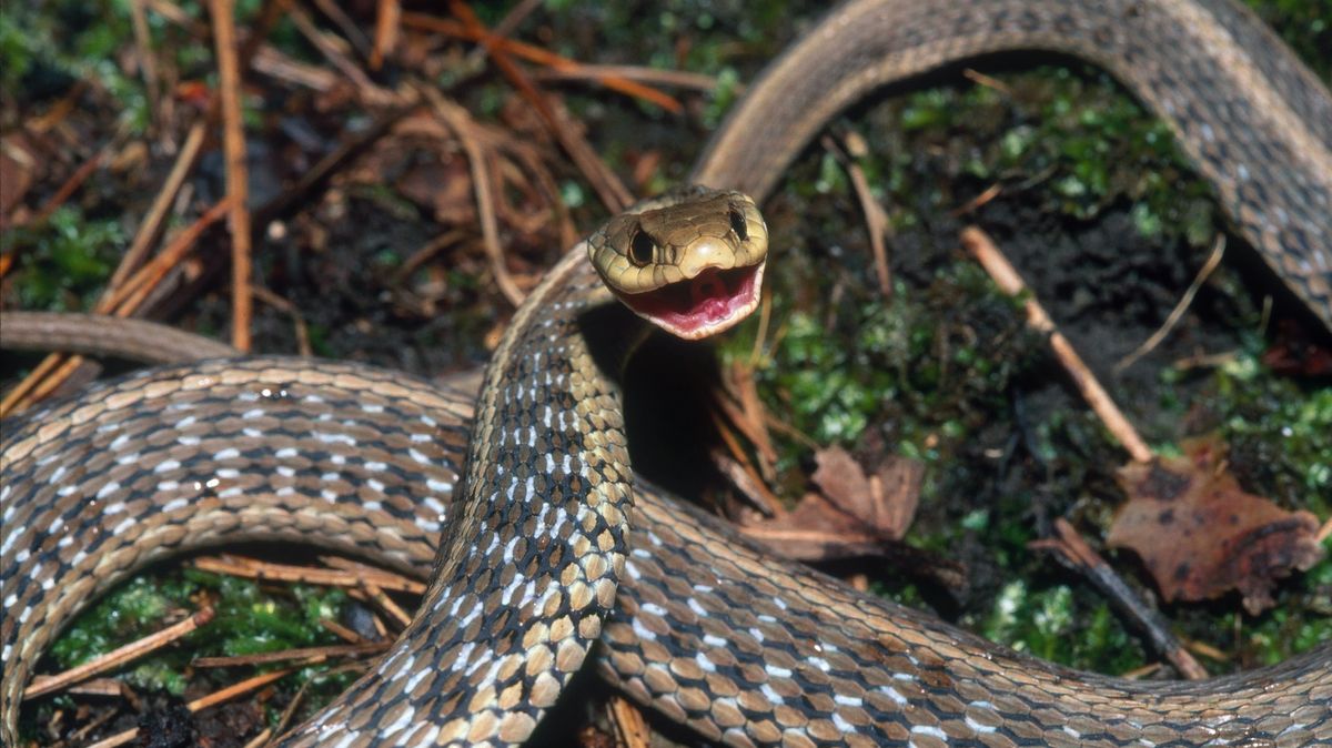 Američanka si koupila dům, hemžil se velkými hady
